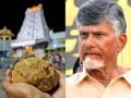 Tirupati Laddu Row: Andhra Pradesh Government Forms SIT to Investigate Allegations of Adulteration - Hindi News | Tirupati Laddu Row: Andhra Pradesh Government Forms SIT to Investigate Allegations of Adulteration | Latest national News at Lokmattimes.com