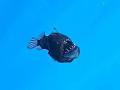 Spain: Rare ‘Black Devil’ Anglerfish Spotted Near Tenerife Coast in Broad Daylight; Video Goes Viral - Hindi News | Spain: Rare ‘Black Devil’ Anglerfish Spotted Near Tenerife Coast in Broad Daylight; Video Goes Viral | Latest social-viral News at Lokmattimes.com
