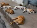 Telangana Animal Cruelty: 21 Dogs Thrown To Death From Bridge in Sangareddy's Eddumailaram Village - Hindi News | Telangana Animal Cruelty: 21 Dogs Thrown To Death From Bridge in Sangareddy's Eddumailaram Village | Latest national News at Lokmattimes.com