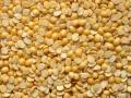 World Pulses Day 2025: Rural Jharkhand’s Arhar Dal Farmers Find a Profitable Market Path with Dal Mills - Hindi News | World Pulses Day 2025: Rural Jharkhand’s Arhar Dal Farmers Find a Profitable Market Path with Dal Mills | Latest business News at Lokmattimes.com