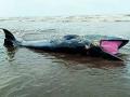 Navi Mumbai: 1,500 Kg Baleen Whale Washes Up Dead Near Alibaug Beach - Hindi News | Navi Mumbai: 1,500 Kg Baleen Whale Washes Up Dead Near Alibaug Beach | Latest navi-mumbai News at Lokmattimes.com