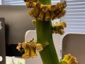 Bananas to Beat Stress: Chinese Office Workers Grow Plants on Their Desks - Hindi News | Bananas to Beat Stress: Chinese Office Workers Grow Plants on Their Desks | Latest social-viral News at Lokmattimes.com