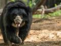 Maharashtra: Father and Son Seriously Injured in Sloth Bear Attack Near Junona Village Chandrapur - Hindi News | Maharashtra: Father and Son Seriously Injured in Sloth Bear Attack Near Junona Village Chandrapur | Latest maharashtra News at Lokmattimes.com