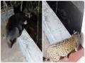 WATCH: Bear, Leopard Spotted in Residential Area of Nilgiris in Tamil Nadu - Hindi News | WATCH: Bear, Leopard Spotted in Residential Area of Nilgiris in Tamil Nadu | Latest national News at Lokmattimes.com