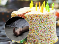 Bengaluru: 5-Year-Old Boy Reportedly Dies of Food Poisoning After Eating Birthday Cake - Hindi News | Bengaluru: 5-Year-Old Boy Reportedly Dies of Food Poisoning After Eating Birthday Cake | Latest national News at Lokmattimes.com