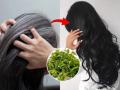 Hair Care Tips: Neem Leaves Can Prevent Premature Graying and Hair Fall - Hindi News | Hair Care Tips: Neem Leaves Can Prevent Premature Graying and Hair Fall | Latest lifestyle News at Lokmattimes.com
