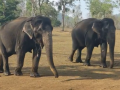 Elephant Friendship: Bhama and Kamatchi’s 55-Year Bond From Tamil Nadu Forest Will Warm Your Hearts (Watch) - Hindi News | Elephant Friendship: Bhama and Kamatchi’s 55-Year Bond From Tamil Nadu Forest Will Warm Your Hearts (Watch) | Latest social-viral News at Lokmattimes.com