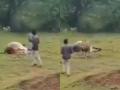 Gujarat: Man Risks Life and Tries to Click Photos with Wild Lion in Bhavnagar, Escapes Attack (Watch Video) - Hindi News | Gujarat: Man Risks Life and Tries to Click Photos with Wild Lion in Bhavnagar, Escapes Attack (Watch Video) | Latest national News at Lokmattimes.com