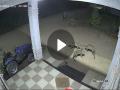 Watch: Leopard Trio Spotted Near Farmer's Home in Junnar, Caught on CCTV - Hindi News | Watch: Leopard Trio Spotted Near Farmer's Home in Junnar, Caught on CCTV | Latest maharashtra News at Lokmattimes.com