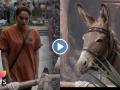 Bigg Boss 18 Latest Promo: Gadhraj the Donkey Joins the Fun and Drama Inside the House from Day 1 (Watch Video) - Hindi News | Bigg Boss 18 Latest Promo: Gadhraj the Donkey Joins the Fun and Drama Inside the House from Day 1 (Watch Video) | Latest entertainment News at Lokmattimes.com