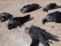 Bird Flu Outbreak in Latur: 51 Crows Dead, Key Areas Sealed and Declared 'Alert Zone' - Hindi News | Bird Flu Outbreak in Latur: 51 Crows Dead, Key Areas Sealed and Declared 'Alert Zone' | Latest maharashtra News at Lokmattimes.com