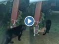 Rare Sighting of Black Panther in Tamil Nadu's Nilgiris Captivates Social Media (Watch) - Hindi News | Rare Sighting of Black Panther in Tamil Nadu's Nilgiris Captivates Social Media (Watch) | Latest social-viral News at Lokmattimes.com