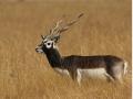 Blackbuck killed by speeding vehicle in Gondia - Hindi News | Blackbuck killed by speeding vehicle in Gondia | Latest maharashtra News at Lokmattimes.com