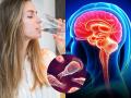 What Is Brain Eating Amoeba? Causes, Warning Signs, and How It’s Treated - Hindi News | What Is Brain Eating Amoeba? Causes, Warning Signs, and How It’s Treated | Latest health News at Lokmattimes.com