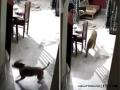 Bengaluru: Brave Dog Fends Off Leopard Entering House, Viral CCTV Footage Sparks Discussion on Human-Wildlife Conflict - Hindi News | Bengaluru: Brave Dog Fends Off Leopard Entering House, Viral CCTV Footage Sparks Discussion on Human-Wildlife Conflict | Latest social-viral News at Lokmattimes.com