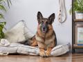 First pet dog to test positive for COVID-19 in the United States dies - Hindi News | First pet dog to test positive for COVID-19 in the United States dies | Latest international News at Lokmattimes.com