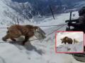Viral Video: Indian Army Soldiers Rescue Himalayan Brown Bear Cub in Heartwarming Operation - Hindi News | Viral Video: Indian Army Soldiers Rescue Himalayan Brown Bear Cub in Heartwarming Operation | Latest social-viral News at Lokmattimes.com