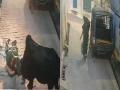 Jhansi Bull Attack: Woman Knocked Unconscious, Shocking CCTV Footage Goes Viral - Hindi News | Jhansi Bull Attack: Woman Knocked Unconscious, Shocking CCTV Footage Goes Viral | Latest national News at Lokmattimes.com