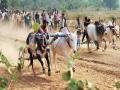 Tamil Nadu: Elderly Woman Injured After Bull Rams Her During Illegal Race in Sivagangai District - Hindi News | Tamil Nadu: Elderly Woman Injured After Bull Rams Her During Illegal Race in Sivagangai District | Latest national News at Lokmattimes.com