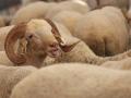 Ahead of Eid Al Adha, sheep prices increase in Hyderabad - Hindi News | Ahead of Eid Al Adha, sheep prices increase in Hyderabad | Latest national News at Lokmattimes.com
