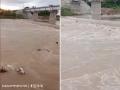 Madhya Pradesh Shocker: 50 Cows Thrown into Flooded River, 20 Dead; Shocking Video Surfaces - Hindi News | Madhya Pradesh Shocker: 50 Cows Thrown into Flooded River, 20 Dead; Shocking Video Surfaces | Latest social-viral News at Lokmattimes.com