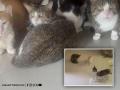 Pune: Over 300 Cats Found in Unhygienic Conditions in Hadapsar Apartment - Hindi News | Pune: Over 300 Cats Found in Unhygienic Conditions in Hadapsar Apartment | Latest pune News at Lokmattimes.com