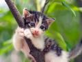 Pune: Man loses life while rescuing cat from well in Khed - Hindi News | Pune: Man loses life while rescuing cat from well in Khed | Latest maharashtra News at Lokmattimes.com