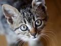 Bird Flu Alert: Pet Cats Can Transmit H5N1 Virus, Study Finds - Hindi News | Bird Flu Alert: Pet Cats Can Transmit H5N1 Virus, Study Finds | Latest health News at Lokmattimes.com