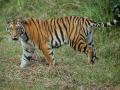 Landmark Alert! Tiger spotted at record high elevation of 3,640m in Sikkim - Hindi News | Landmark Alert! Tiger spotted at record high elevation of 3,640m in Sikkim | Latest national News at Lokmattimes.com
