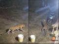 Leopard Spotted in Satara: CCTV Captures Big Cat Trying to Attack Dog in Talgaon; Panic Among Residents - Hindi News | Leopard Spotted in Satara: CCTV Captures Big Cat Trying to Attack Dog in Talgaon; Panic Among Residents | Latest maharashtra News at Lokmattimes.com