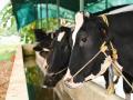 India’s Dairy Sector: Building a Climate-Resilient Future - Hindi News | India’s Dairy Sector: Building a Climate-Resilient Future | Latest national News at Lokmattimes.com