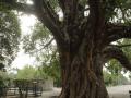 Maharashtra: Men aggrieved with wives worship peepal tree, seek law against injustice they face at home - Hindi News | Maharashtra: Men aggrieved with wives worship peepal tree, seek law against injustice they face at home | Latest maharashtra News at Lokmattimes.com