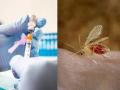 Chandipura Virus Outbreak: 53 Confirmed Cases Reported Across Gujarat and Rajasthan, Says JP Nadda - Hindi News | Chandipura Virus Outbreak: 53 Confirmed Cases Reported Across Gujarat and Rajasthan, Says JP Nadda | Latest national News at Lokmattimes.com