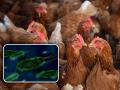 GBS Outbreak in Pune Linked to Chicken Droppings: NIV Report Raises Concerns Over Water Purification - Hindi News | GBS Outbreak in Pune Linked to Chicken Droppings: NIV Report Raises Concerns Over Water Purification | Latest pune News at Lokmattimes.com
