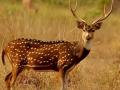 First time in Rajasthan, forest department through Boma capturing technique translocated Chitals (spotted deer) from Bharatpur's Keoladeo to Mukundara Hills Tiger Reserve - Hindi News | First time in Rajasthan, forest department through Boma capturing technique translocated Chitals (spotted deer) from Bharatpur's Keoladeo to Mukundara Hills Tiger Reserve | Latest national News at Lokmattimes.com