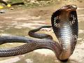 Man kills snake, 24 hours later his son dies of snake bite - Hindi News | Man kills snake, 24 hours later his son dies of snake bite | Latest national News at Lokmattimes.com