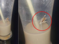 Cockroach in Cold Coffee: Mumbai Man Finds Insect in Drink at Malad Lounge, Case Registered - Hindi News | Cockroach in Cold Coffee: Mumbai Man Finds Insect in Drink at Malad Lounge, Case Registered | Latest mumbai News at Lokmattimes.com