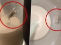 Mumbai Shocker: Customer Discovers Cockroach in Cold Coffee at Popular Malad Eatery - Hindi News | Mumbai Shocker: Customer Discovers Cockroach in Cold Coffee at Popular Malad Eatery | Latest mumbai News at Lokmattimes.com