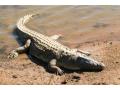UP: Man devoured by crocodile near Dudhwa forest - Hindi News | UP: Man devoured by crocodile near Dudhwa forest | Latest national News at Lokmattimes.com