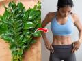 Curry Leaves for Weight Loss: Know How They Help You Lose Weight Naturally - Hindi News | Curry Leaves for Weight Loss: Know How They Help You Lose Weight Naturally | Latest lifestyle News at Lokmattimes.com