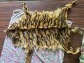 Bhandara: Joint forest operation foils tiger skin smuggling, two arrested - Hindi News | Bhandara: Joint forest operation foils tiger skin smuggling, two arrested | Latest maharashtra News at Lokmattimes.com
