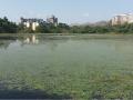 Navi Mumbai: State Confirms Lotus Lake as Wetland, Counters CIDCO’s Claim in RTI Response - Hindi News | Navi Mumbai: State Confirms Lotus Lake as Wetland, Counters CIDCO’s Claim in RTI Response | Latest navi-mumbai News at Lokmattimes.com