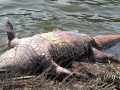 Concerns mount as crocodile deaths persist in Ratnagiri's Jagbudi river - Hindi News | Concerns mount as crocodile deaths persist in Ratnagiri's Jagbudi river | Latest maharashtra News at Lokmattimes.com