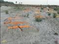 Large number of bodies being buried at Phaphamau Ghat, despite the ban of administration and NGT - Hindi News | Large number of bodies being buried at Phaphamau Ghat, despite the ban of administration and NGT | Latest national News at Lokmattimes.com