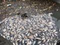 Navi Mumbai: Hundreds of Dead Fish Wash Up on Airoli Creek; Fishermen Suspect Chemical Release; Visual Emerges - Hindi News | Navi Mumbai: Hundreds of Dead Fish Wash Up on Airoli Creek; Fishermen Suspect Chemical Release; Visual Emerges | Latest maharashtra News at Lokmattimes.com