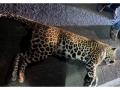 Leopard dies after being hit by vehicle on Palghar-Manor highway - Hindi News | Leopard dies after being hit by vehicle on Palghar-Manor highway | Latest maharashtra News at Lokmattimes.com