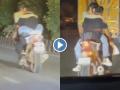 Delhi Couple's 'Dangerous Romance' on Bike Goes Viral: Police Take Action (Watch Video) - Hindi News | Delhi Couple's 'Dangerous Romance' on Bike Goes Viral: Police Take Action (Watch Video) | Latest national News at Lokmattimes.com