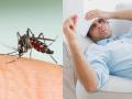 What to Eat After Dengue? Best Foods to Boost Platelets and Immunity - Hindi News | What to Eat After Dengue? Best Foods to Boost Platelets and Immunity | Latest health News at Lokmattimes.com