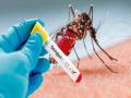 Dengue cases spike in Nagpur: 59 reports in just 15 days - Hindi News | Dengue cases spike in Nagpur: 59 reports in just 15 days | Latest maharashtra News at Lokmattimes.com