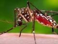 Nashik Reports First Dengue Death as City Braces for Monsoon Season - Hindi News | Nashik Reports First Dengue Death as City Braces for Monsoon Season | Latest nashik News at Lokmattimes.com